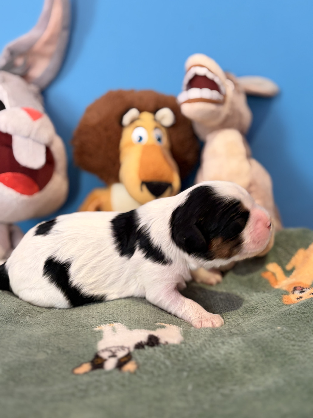 Du Petit Malherbes - Chiots disponibles - Cavalier King Charles Spaniel