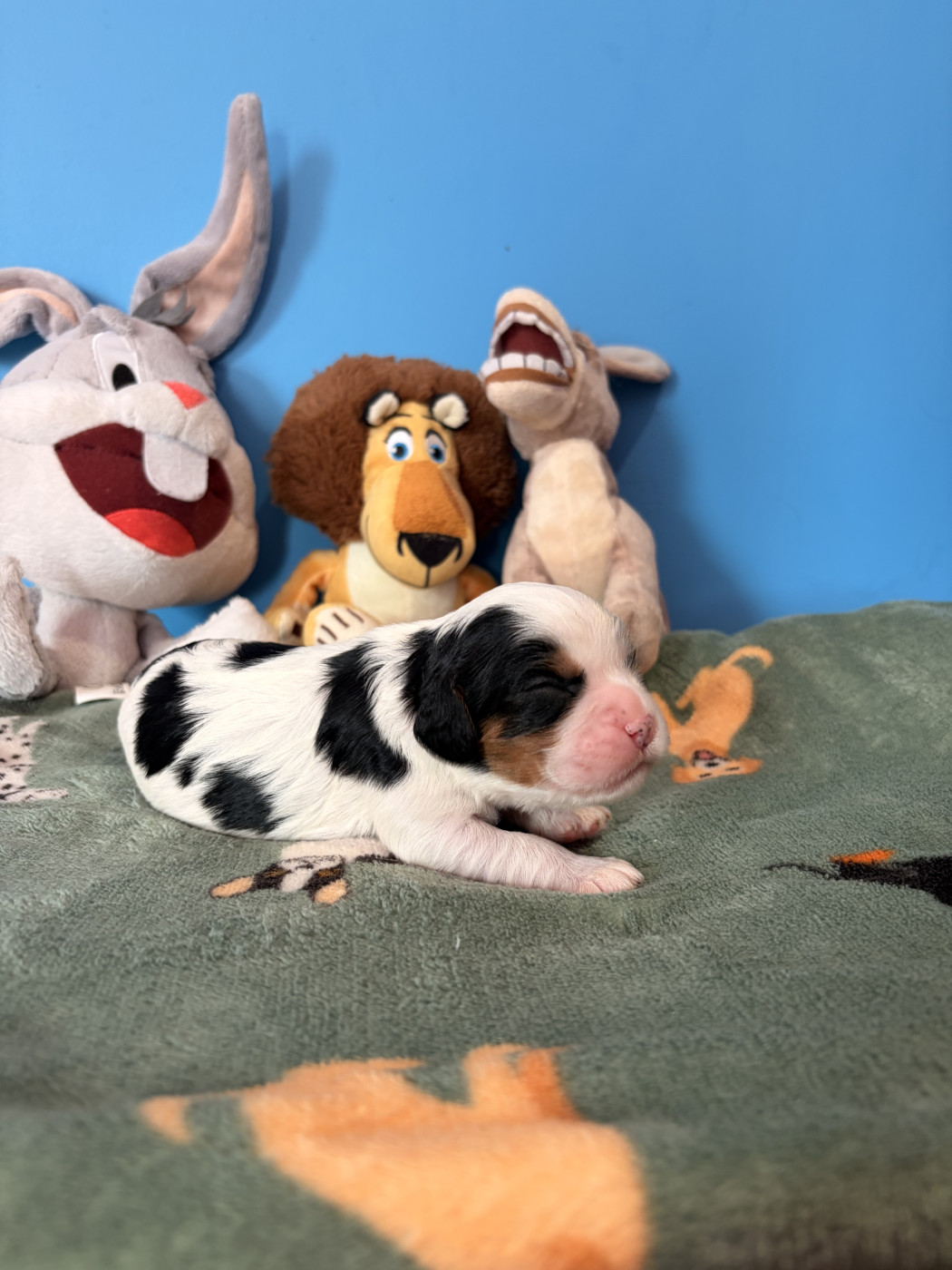 Du Petit Malherbes - Chiots disponibles - Cavalier King Charles Spaniel